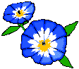 morninglory.gif (3393 bytes)